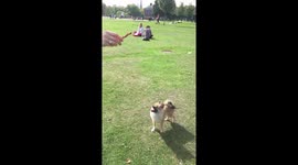 Girl playing with cute dog
