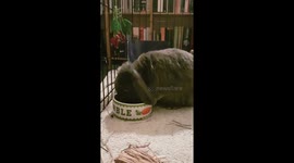 Bunny Eating