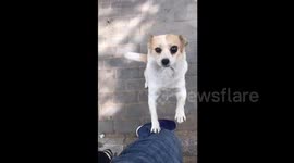 Dog spots man used to feed it