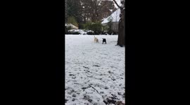 Labradors loving playing in the snow!