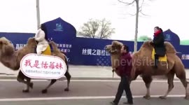 Women ride camels to work to raise environmental awareness