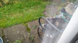 Cat and fox cross paths