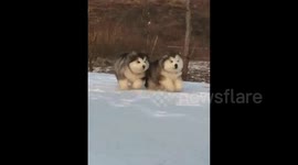 Fluffy puppies run in snow