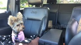 Dog goes to starbucks