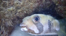 Puffer fish encounter