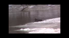 Four River Otters playing in Minnesota River in winter