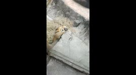 Cute Meerkats kissing