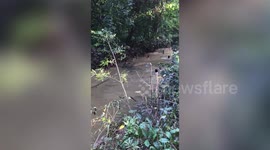 Thai villagers rescue 200kg catfish stranded after floods