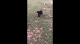 The Humpy Dog Dance - Bogart The Puppy Farm Rescue