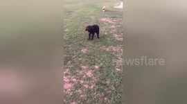 Newsflare Edit - The Humpy Dog Dance - Bogart The Puppy Farm Rescue