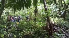 Raflesia's rarest flower in the world, Tuan Mudae species found by residents in Sumatran tiger habit