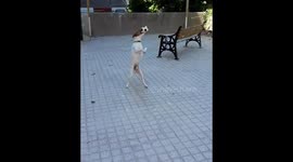 Excellent dog goalie