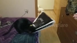 Cat in shopping bag