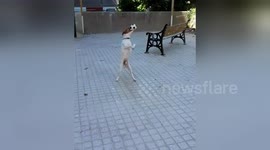 Newsflare Edit - Excellent dog goalie