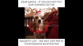 Dogs speak mind