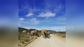 Newsflare Edit - Karoo Elephants