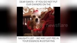 Newsflare Edit - Dogs speak mind