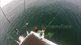 Shark Feeding Frenzy off our boat in Florida