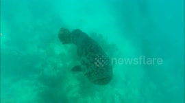 Massive Goliath Grouper comes up to boat