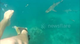 Shark diving gone wrong
