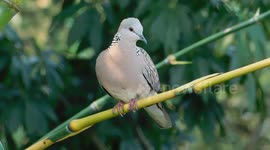 A Very Beautiful Bird Video