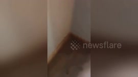 Newsflare Edit - Prank war - birthday pie in the face, staff angle