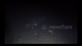 Young Harbor Seal Learns from Mom