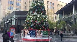 tall christmas tree in down town seattle