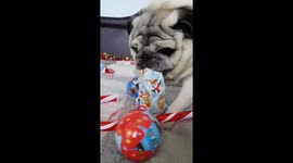 Pug struggles to open Christmas present