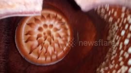 New species of rafflesia flowers founded!