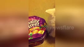 Newsflare Edit - Dog loves chocolate for Christmas!