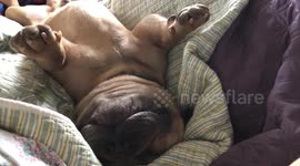 Snoring dog does not want to wake up