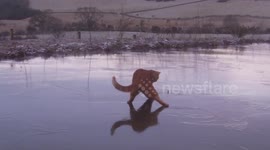 Hilarious moment a cat wanders onto frozen pond in the UK