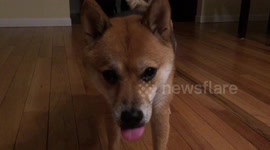 Cute dog burps!