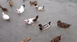 Ducks around Niagara waterfall Podgorica Montenegro