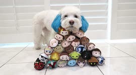 Just a dog with blue ears knocking over Star Wars toys