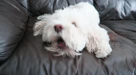 Dog Cries When She Hears