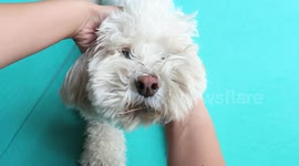 Relaxing Face Massage for Fluffy Dog