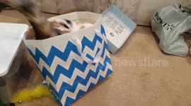 Cat Becomes Christmas Present