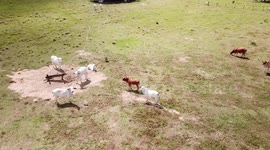 Cows get scared from a dron