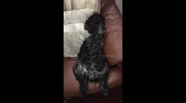 Dog sleep sitting up on chair snoring