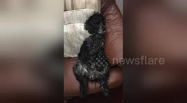 Newsflare Edit - Dog sleep sitting up on chair snoring