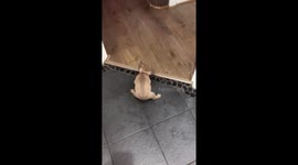 Frenchie fighting with a Carrot