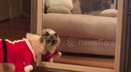 Christmas ready