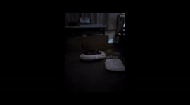 Puppy running around under dog bed