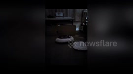 Newsflare Edit - Puppy running around under dog bed