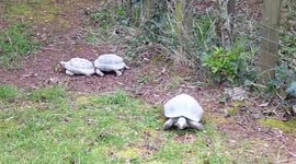Tortoise head butting and chasing other tortoise
