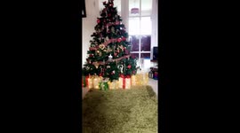 The Christmas tree and the cat