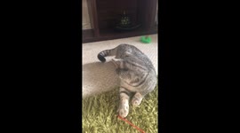 Pegged the cat
