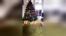 Newsflare Edit - The Christmas tree and the cat